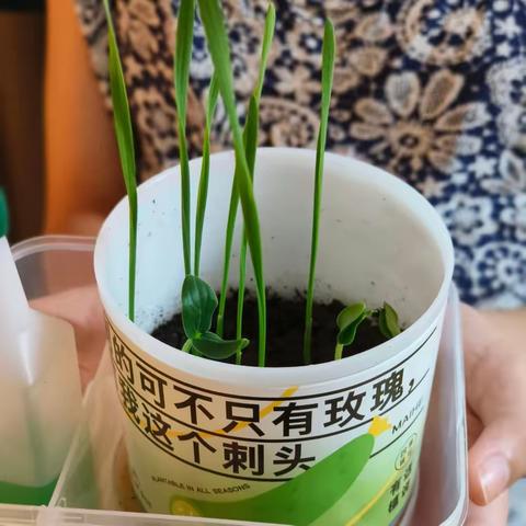 我的种植日记，"探索小小植物生命的奥秘"