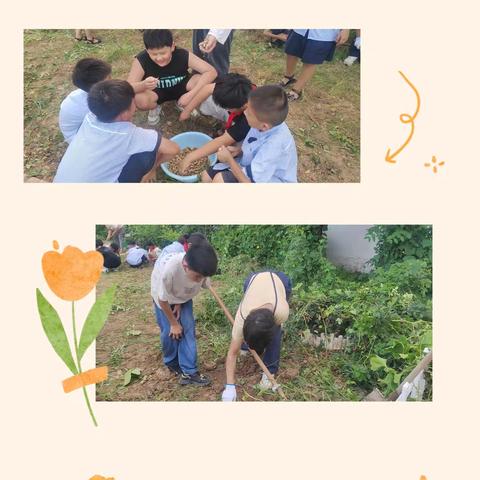 开学新篇 劳动启航—华佗小学拾花生记 ，共绘丰收画卷