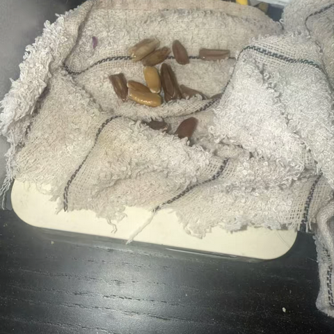 我和葫芦娃的故事