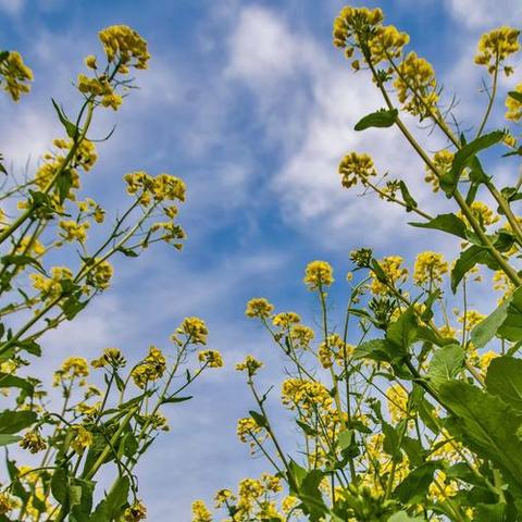 春日寻芳，共赴美好——曲石镇清河完小春游纪实