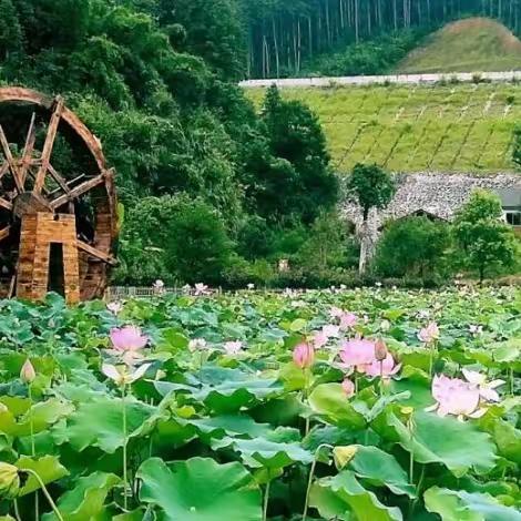 🌸小荷中队老师集合啦🌸