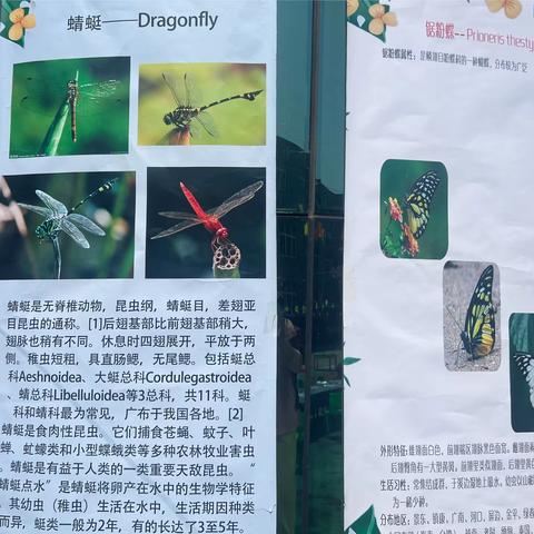 爱在春天，乐在自然——新起点香溪新城幼儿园昆虫展