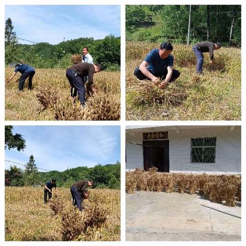 服务做好三夏麦收    颗粒归仓解民忧愁