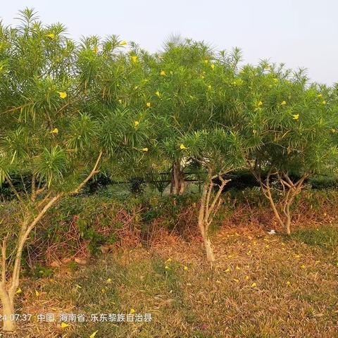 琼涯皆风物  大地尽春光