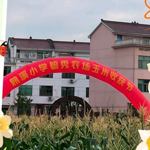 熟小毓秀农场 玉米收获节