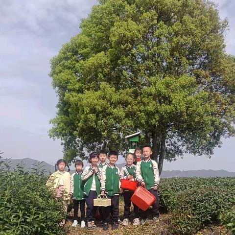 放下手机 一起“趣”采茶