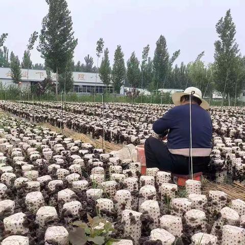 商老庄乡八里湾村‖ 小小黑木耳撑起乡村振兴“致富伞”