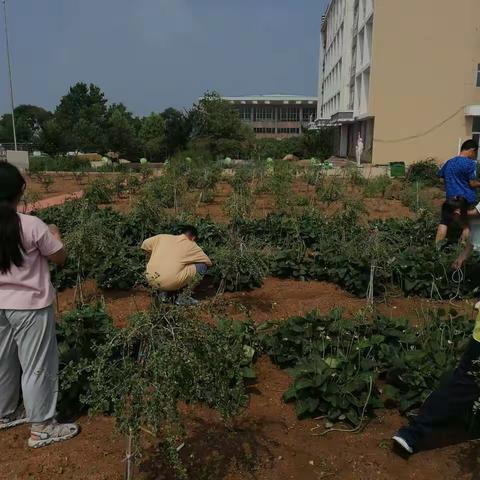 【全环境立德树人】人和完小暑期托管之劳动最光荣