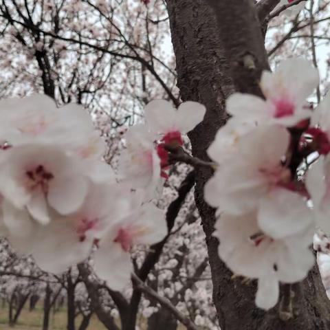 春风十里，笑语花开 ——四语A春日团建