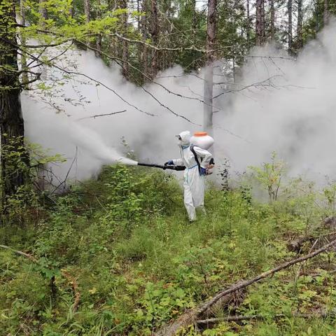 莫尔道嘎森工公司森防站全面推进林业有害生物防治工作