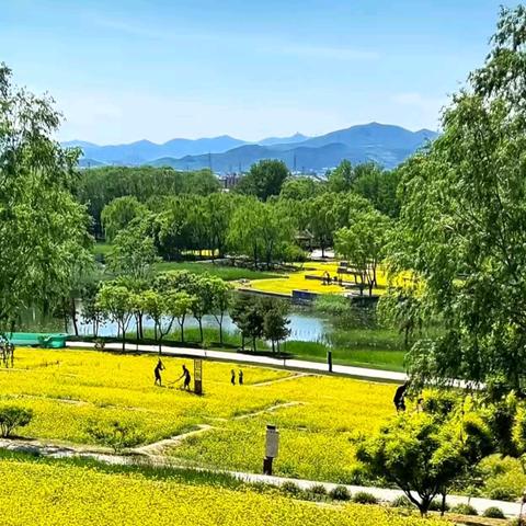 夏初中坞，油菜花黄绘美景
