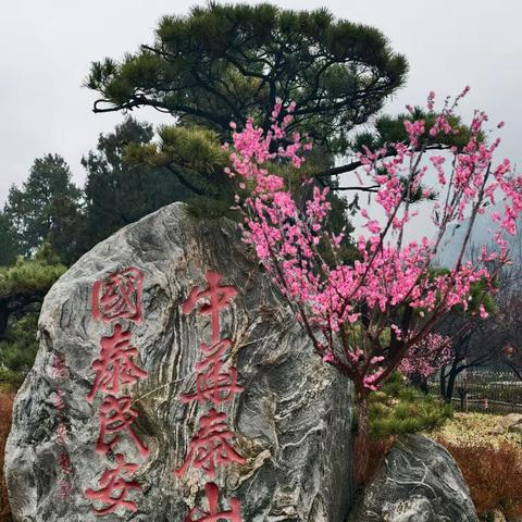 泰山脚下红梅开 迎春怒放雁归来