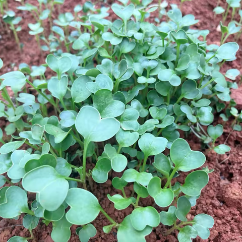 上埠镇第二中心幼儿园小三班劳动课程——种萝卜