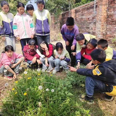 追梦蒲公英，润泽美心灵——关井小学“劳美”教育实践活动