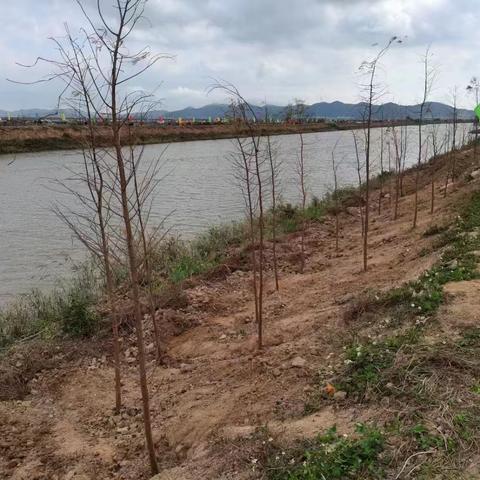 风吹水陂  绿美平沙 ——平沙镇“绿美平沙”植树活动   二中师生齐参与