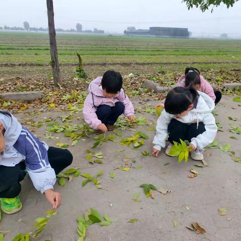 树叶有“画”说