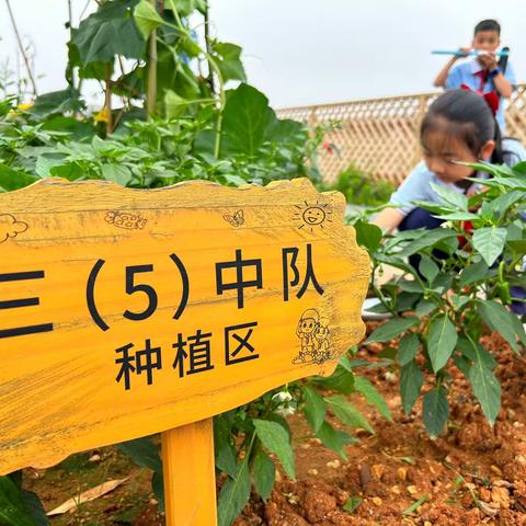 “播种希望 收获成长”三5中队 五月种植记录