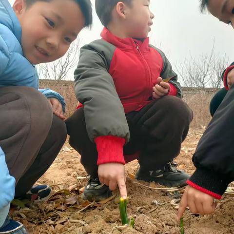 惊蛰到，万物生——康庄中心小学附属幼儿园“惊蛰”节气主题活动