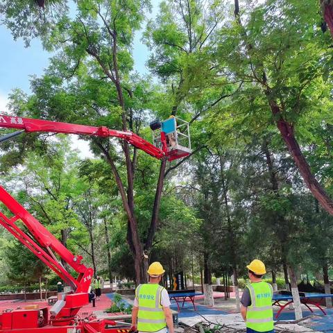 绿化中心主动作为，为市民排除古树安全隐患