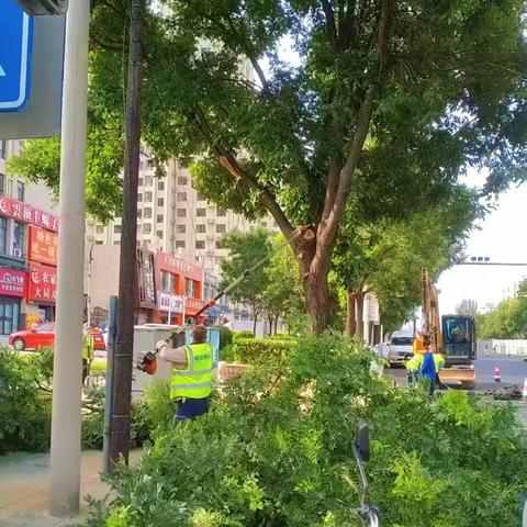 桥东区绿化中心：防汛绿化两手抓，守护城市风景线。