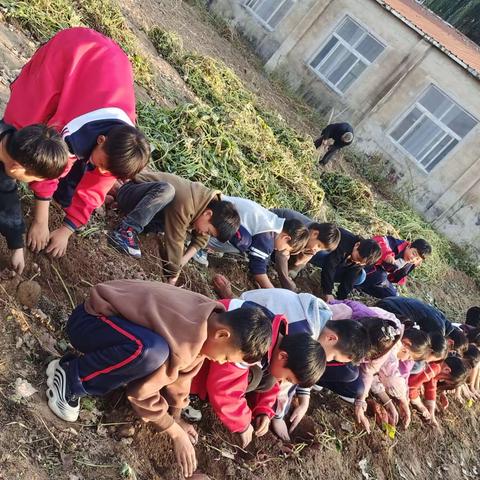 欣欣小学秋日实践活动