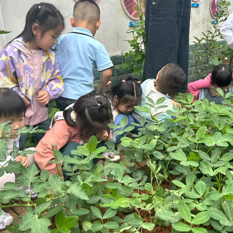 上埠镇中心幼儿园小一班“花生种植记”