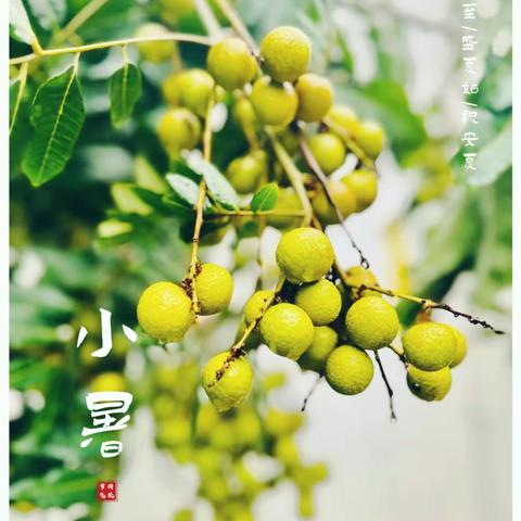 广州市番禺区洛浦街绿岛幼儿园•舌尖上的美食