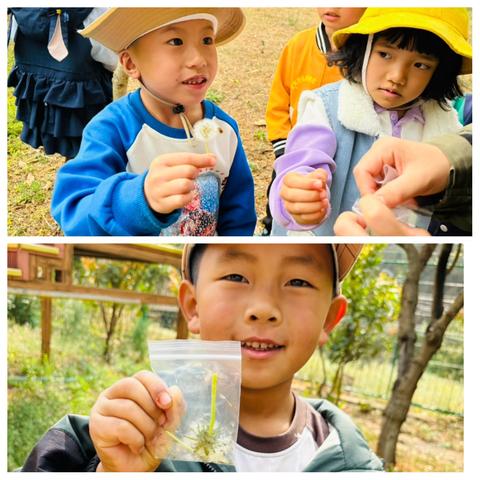 探秘童真园，“种”下新发现——红塔区洛河中心幼儿园大班“乡村野趣课程”纪实（二）