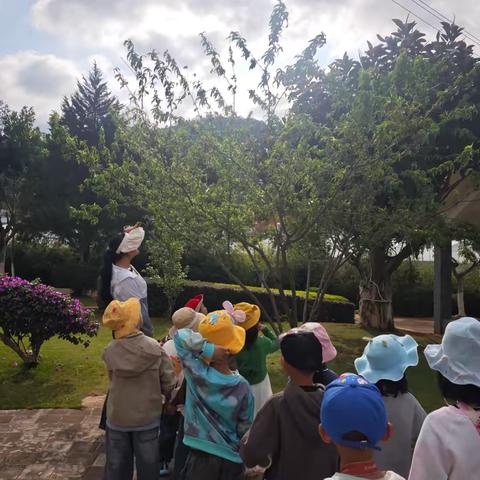 乡野寻趣，童心探夏——红塔区洛河中心幼儿园大班“乡村野趣课程”纪实（四）