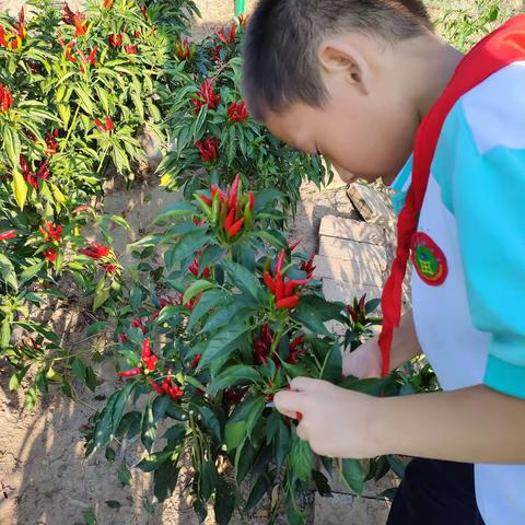 受田·劳 最美是田间那一抹红      记北城受田小学三（5）中队采摘
