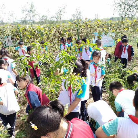 受田·劳  快乐劳动，喜迎中秋 记北城受田小学三（5）中队采摘