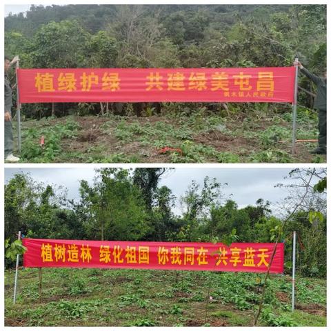 植树正当时、携手增新绿—— 枫木镇退役军人服务站开展2025年义务植树志愿服务活动