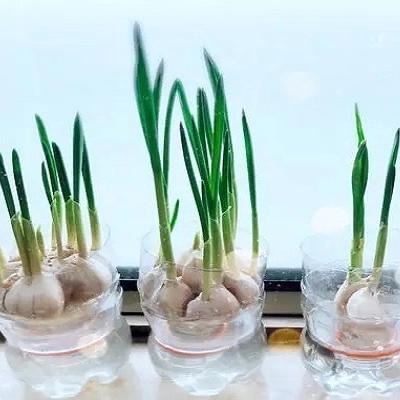 2105班 小小生命，大大探索——水培大蒜