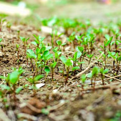 “拥抱春天，三月你好”河西中学二年二班三月系列活动