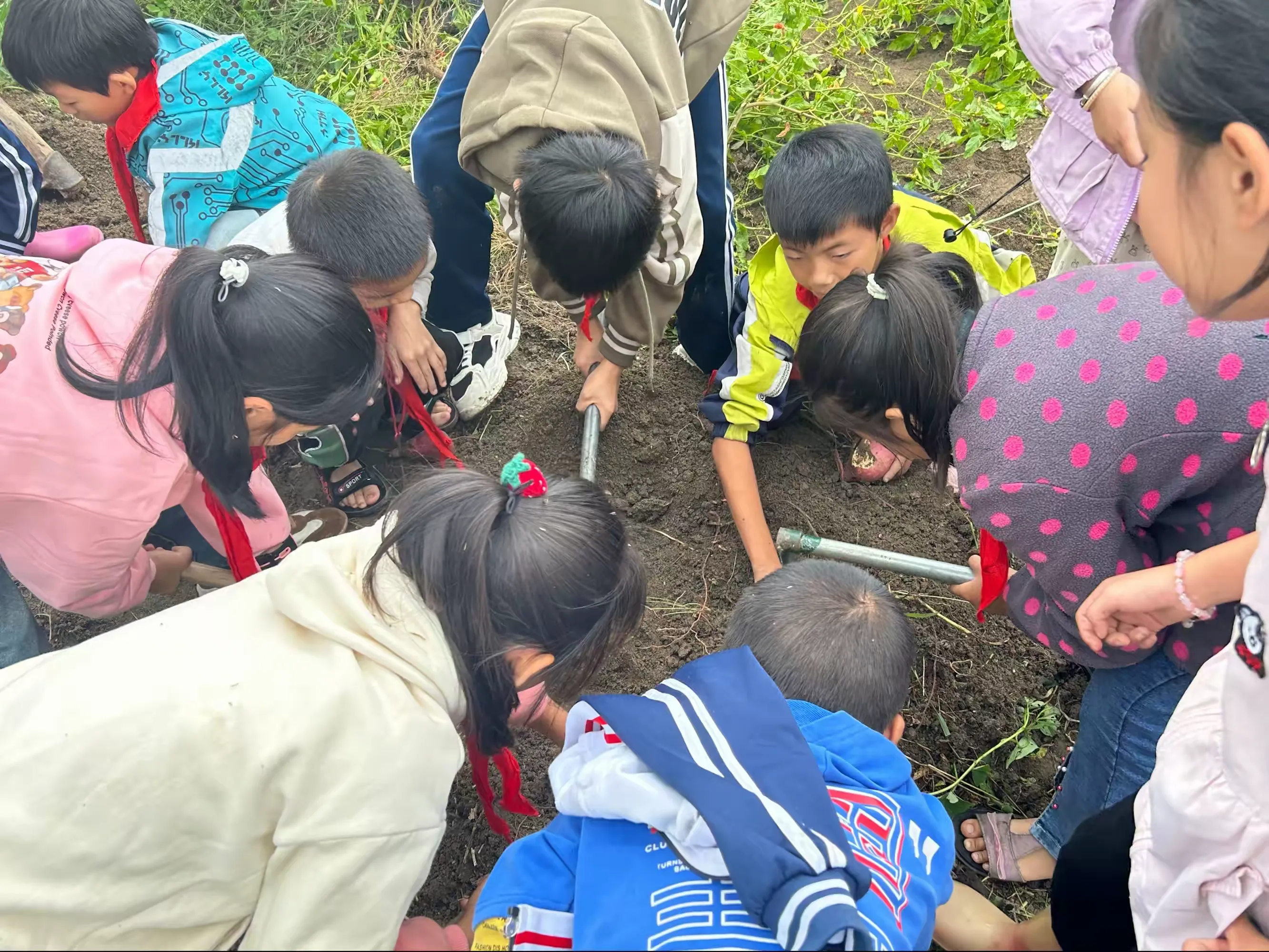 简篇-【奋斗有我 实干争先】夏造镇柏岩小学 “薯”“泥”最棒劳动实践活动