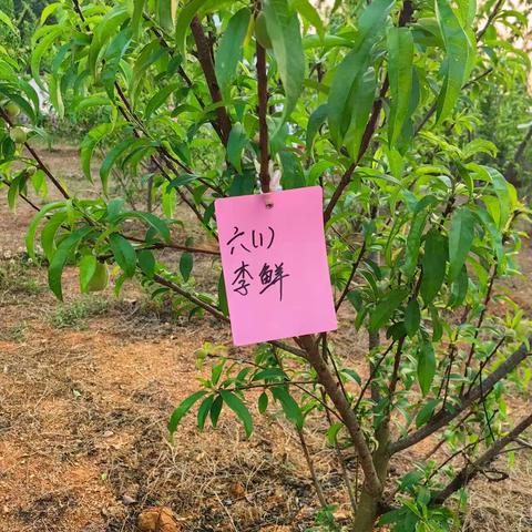 认养一棵树 守护一夏果 ——者腊乡八播小学劳动实践纪实