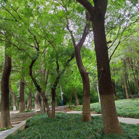 绿树浓阴公园游