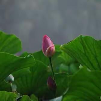 《小荷书院》佳作在线赏析（第一百三十二期）——滦州市第三实验小学六四班专刊