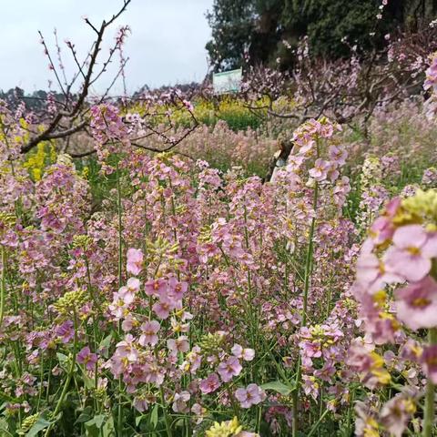 宸熙幼儿园“寻找春天”主题月活动