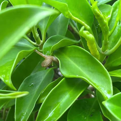 [生成课程]蜗牛的秘密