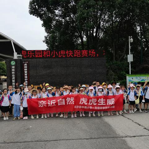 虎园探秘，快乐研学——中南小学一年级2209班研学之旅