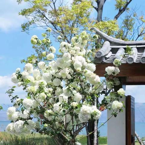 邱庄子小学“我们的节日·清明节”活动纪实