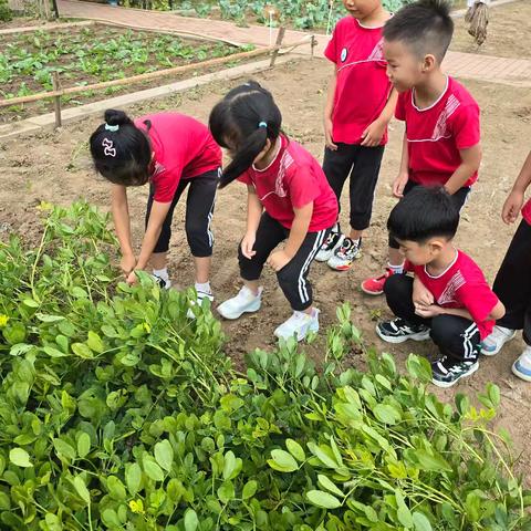 乐享丰收，好事“花生”——利津县第二实验幼儿园花生采摘体验活动