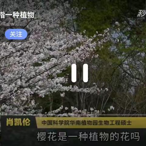 樱花树