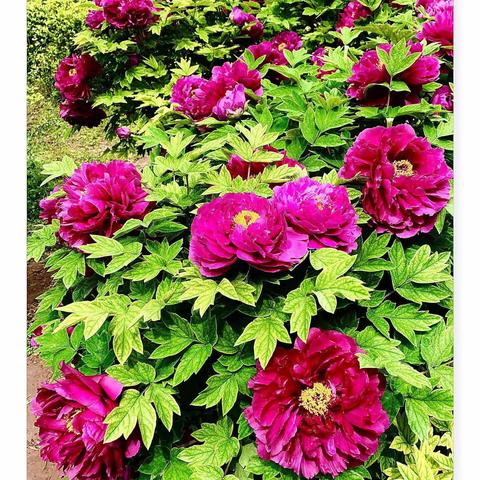 春暖花开，牡丹富贵