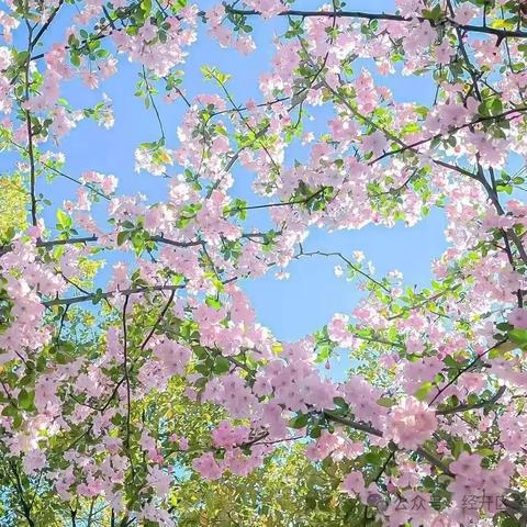 不负春光，童心寻春——镇平五小开展“寻找春天的足迹”实践活动