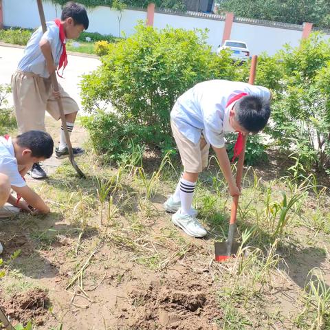 “花”样童年，趣味横“生” ——开封市准提街小学四年级花生种植记