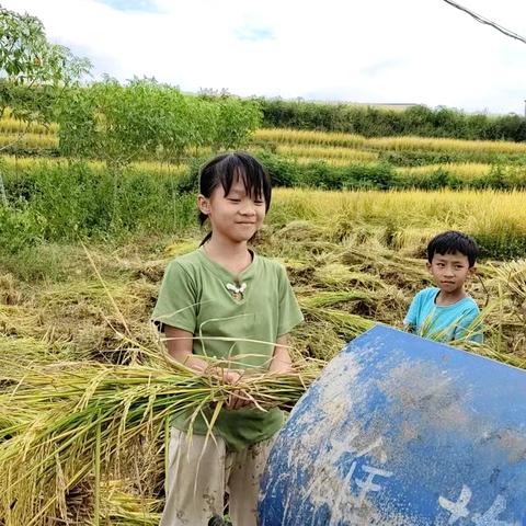 劳动最光荣  实践出真知——三3班劳动实践活动