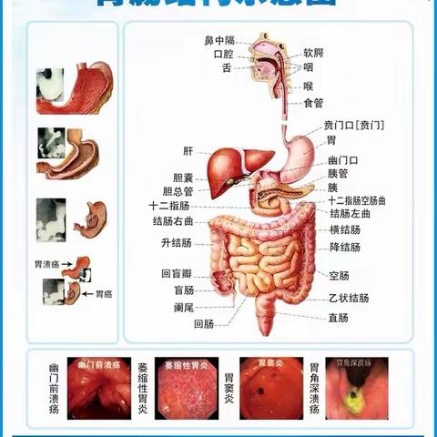 胃您护航，保您肠康