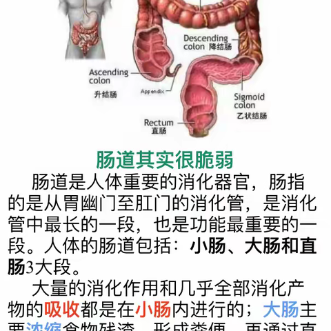 你的健康，要从“肠”计议